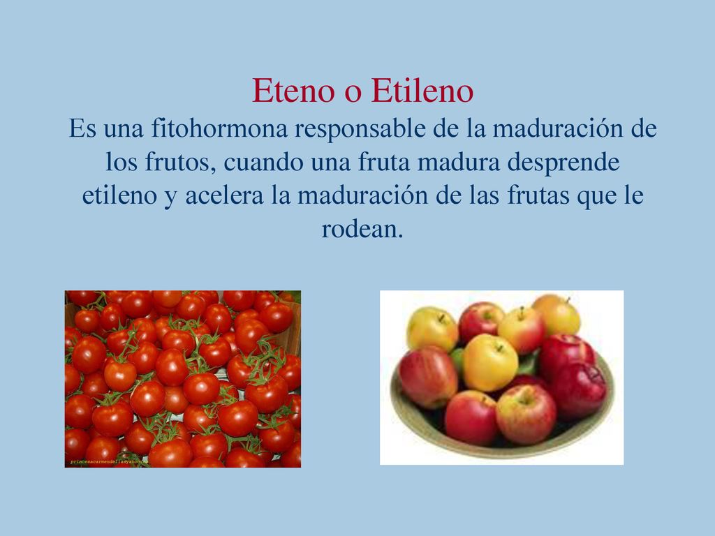 Eteno o Etileno Es una fitohormona responsable de la maduración de los frutos, cuando una fruta madura desprende etileno y acelera la maduración de las frutas que le rodean.