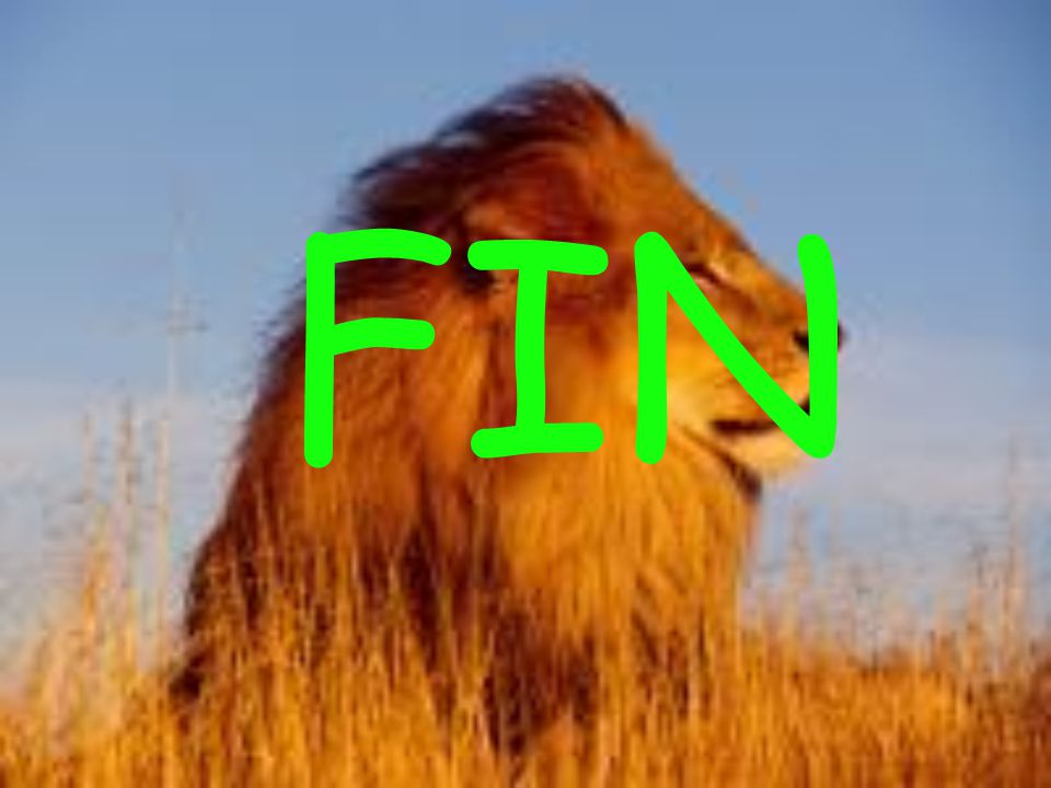 FIN