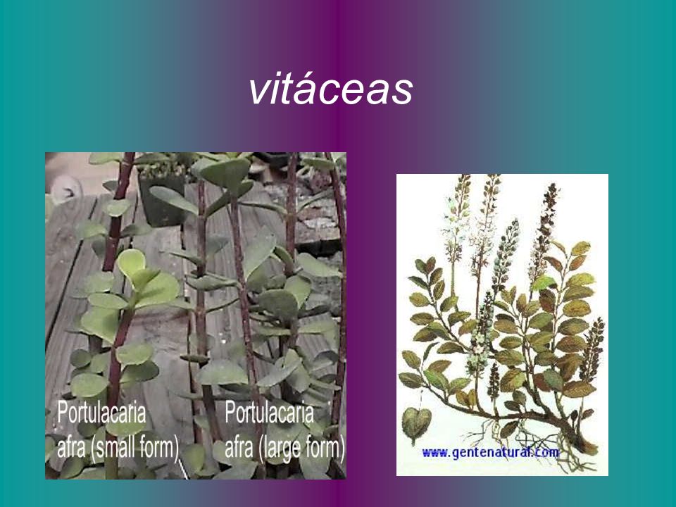 vitáceas