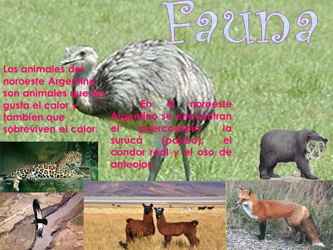 Fauna Los animales del noroeste Argentino son animales que les gusta el calor y tambien que sobreviven el calor.