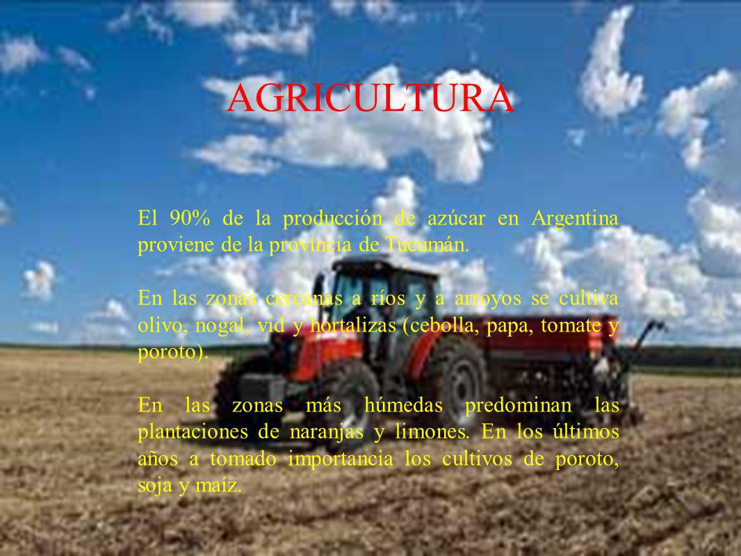 AGRICULTURA El 90% de la producción de azúcar en Argentina proviene de la provincia de Tucumán.