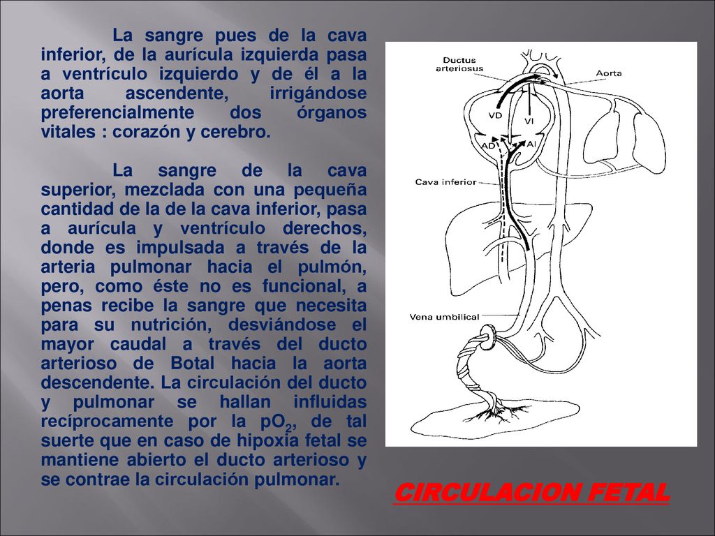 La sangre pues de la cava inferior, de la aurícula izquierda pasa a ventrículo izquierdo y de él a la aorta ascendente, irrigándose preferencialmente dos órganos vitales : corazón y cerebro.
