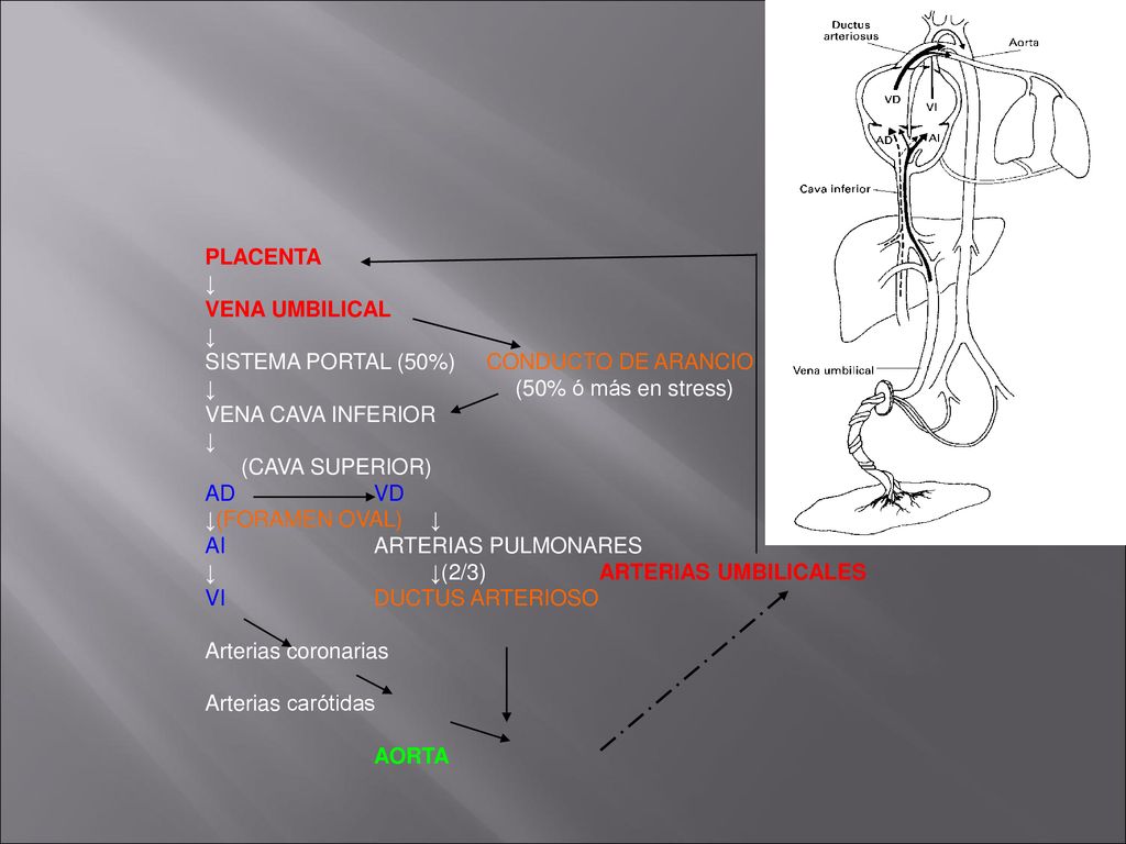 PLACENTA ↓ VENA UMBILICAL. SISTEMA PORTAL (50%) CONDUCTO DE ARANCIO. ↓ (50% ó más en stress)