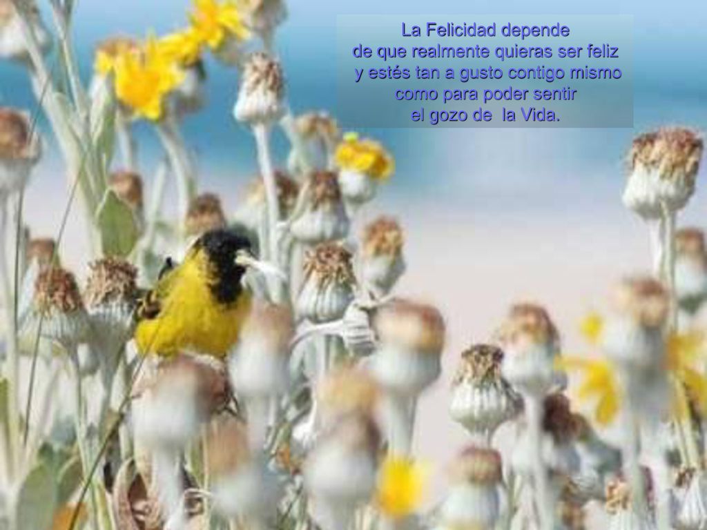 de que realmente quieras ser feliz y estés tan a gusto contigo mismo