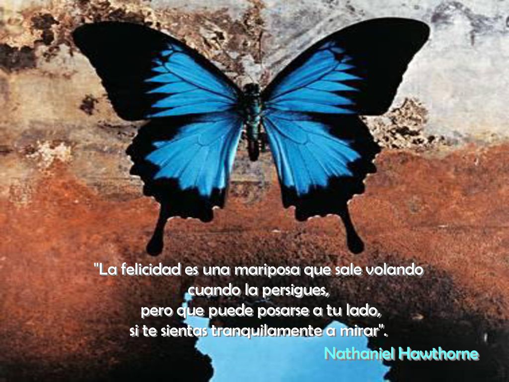 La felicidad es una mariposa que sale volando cuando la persigues,