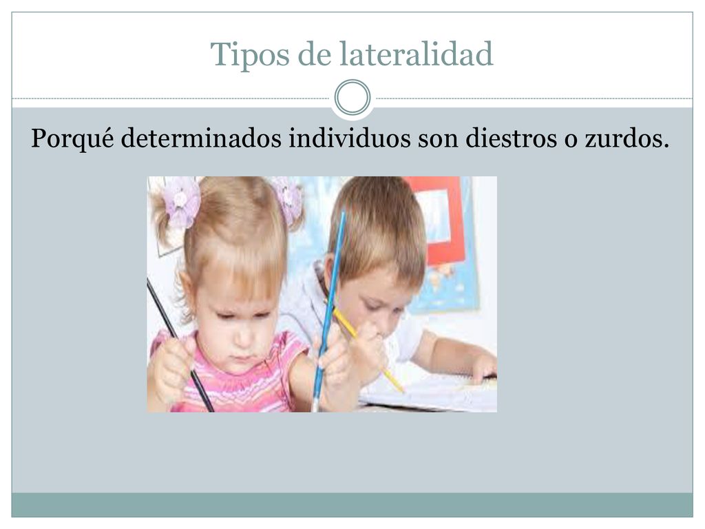 Tipos de lateralidad Porqué determinados individuos son diestros o zurdos.