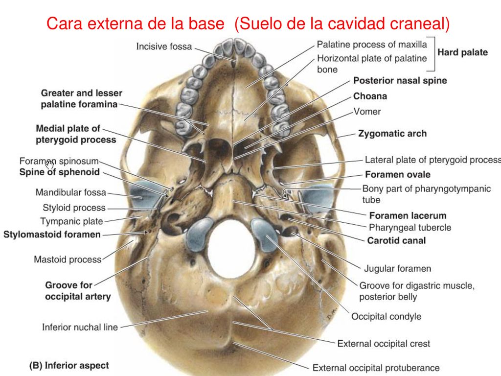 Cara externa de la base (Suelo de la cavidad craneal)