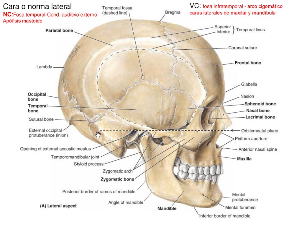 Cara o norma lateral VC: fosa infratemporal - arco cigomático