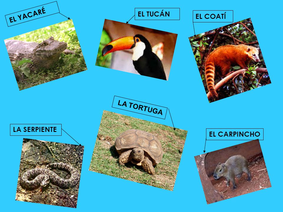 EL YACARÉ EL TUCÁN EL COATÍ LA TORTUGA LA SERPIENTE EL CARPINCHO