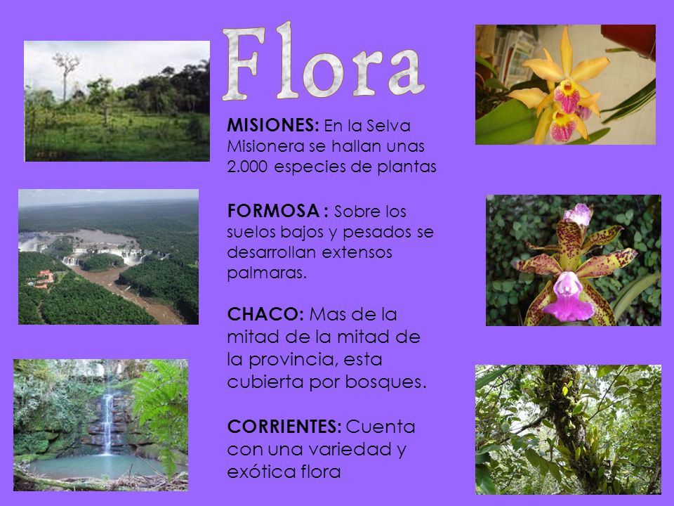 Flora MISIONES: En la Selva Misionera se hallan unas especies de plantas.