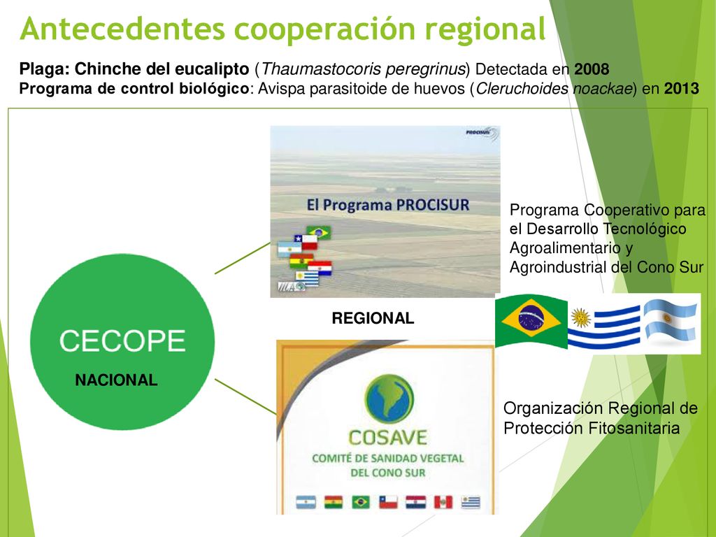 Plaga: Chinche del eucalipto (Thaumastocoris peregrinus) Detectada en 2008