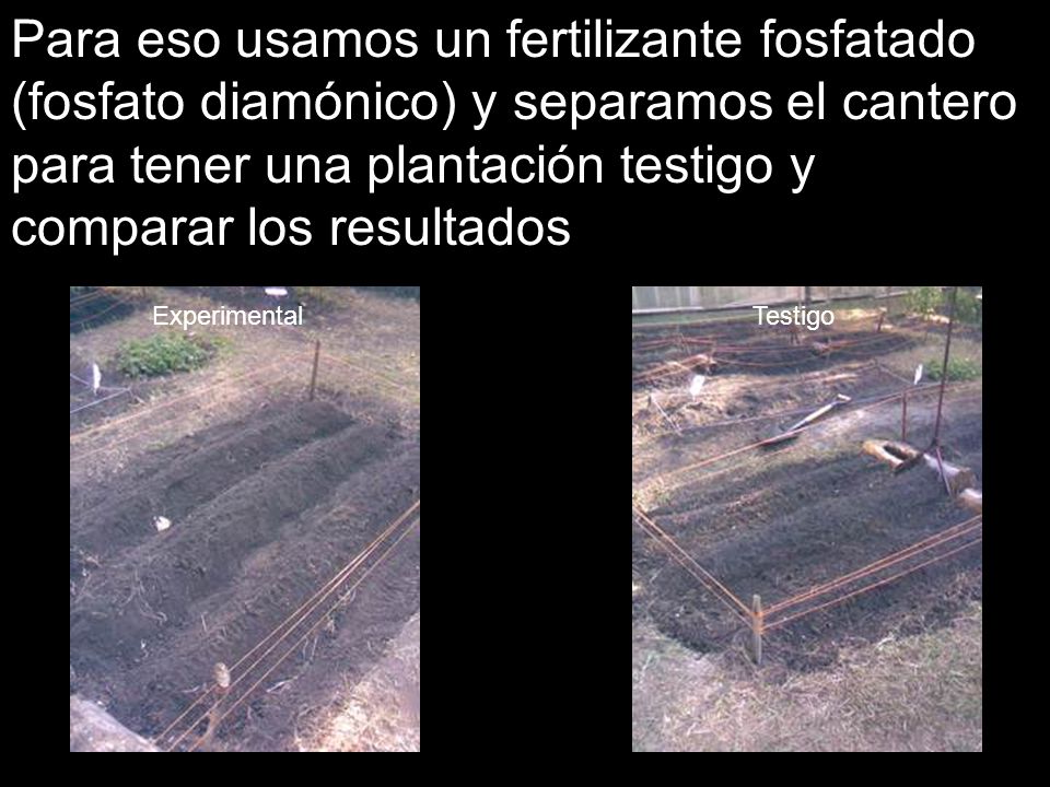 Para eso usamos un fertilizante fosfatado (fosfato diamónico) y separamos el cantero para tener una plantación testigo y comparar los resultados