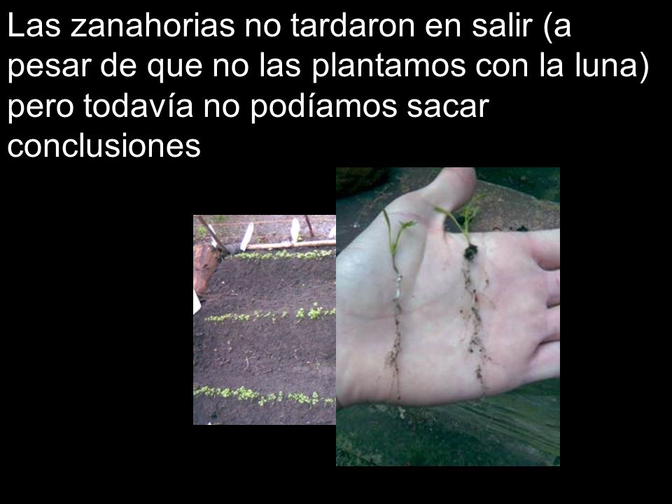 Las zanahorias no tardaron en salir (a pesar de que no las plantamos con la luna) pero todavía no podíamos sacar conclusiones
