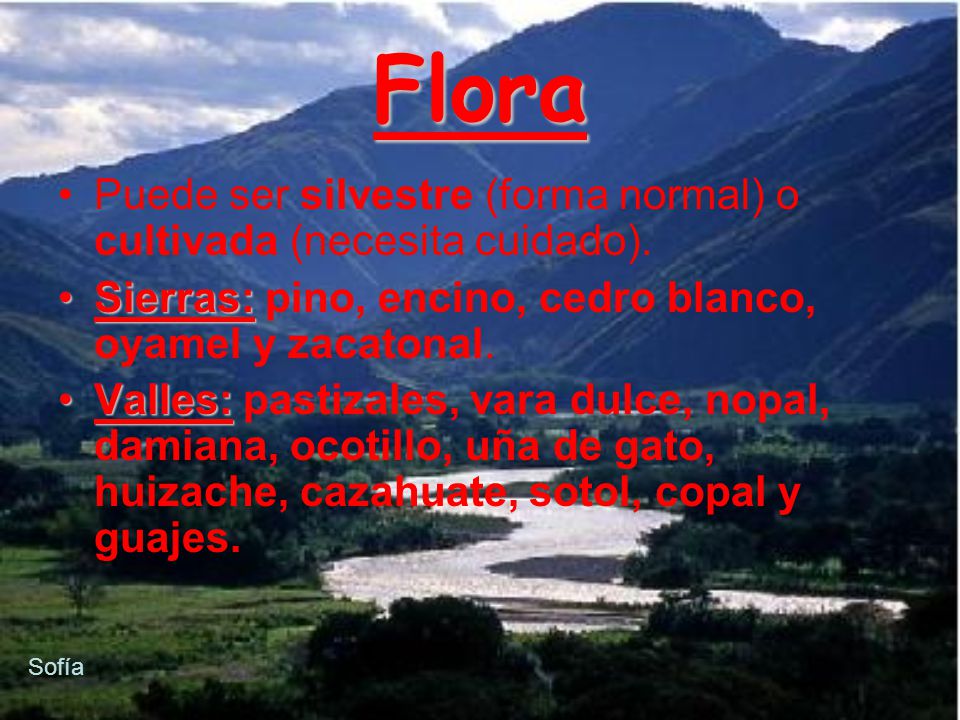 Flora Puede ser silvestre (forma normal) o cultivada (necesita cuidado). Sierras: pino, encino, cedro blanco, oyamel y zacatonal.