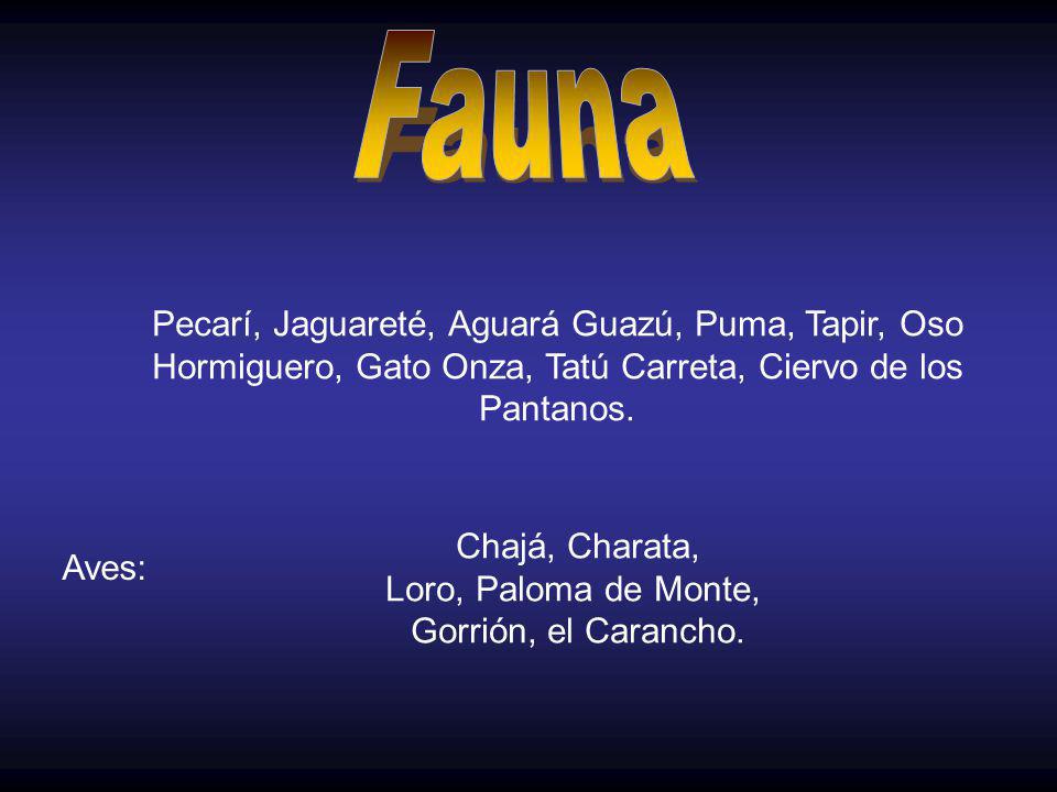 Fauna Pecarí, Jaguareté, Aguará Guazú, Puma, Tapir, Oso Hormiguero, Gato Onza, Tatú Carreta, Ciervo de los Pantanos.