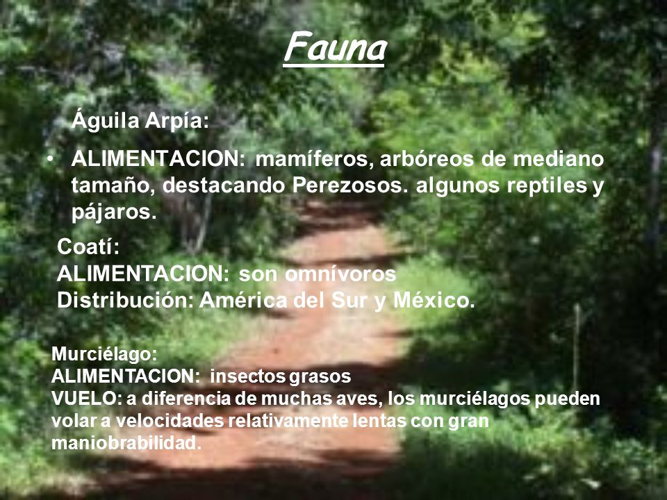Fauna Águila Arpía: ALIMENTACION: mamíferos, arbóreos de mediano tamaño, destacando Perezosos. algunos reptiles y pájaros.