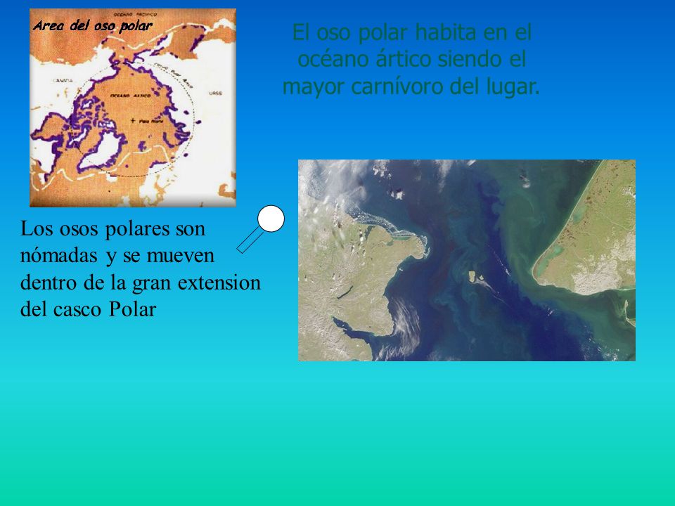 El oso polar habita en el océano ártico siendo el mayor carnívoro del lugar.