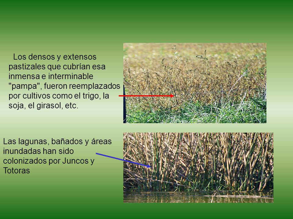 Los densos y extensos pastizales que cubrían esa inmensa e interminable pampa , fueron reemplazados por cultivos como el trigo, la soja, el girasol, etc.