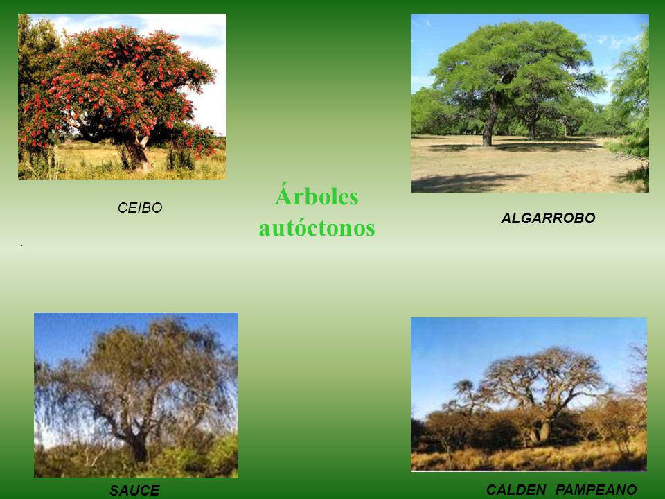 Árboles autóctonos CEIBO ALGARROBO . Sauce SAUCE CALDEN PAMPEANO