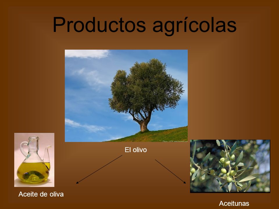 Productos agrícolas El olivo Aceite de oliva Aceitunas