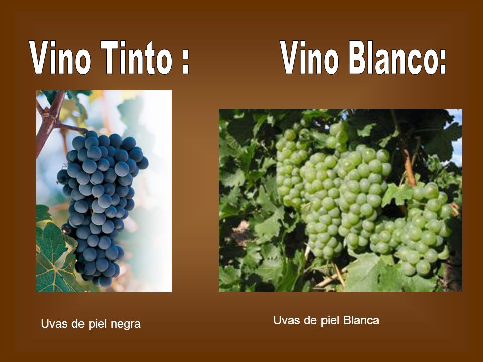 Vino Tinto : Vino Blanco: Uvas de piel Blanca Uvas de piel negra