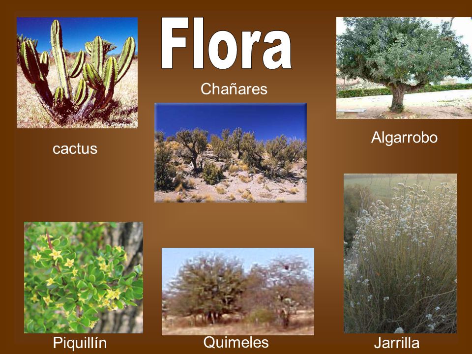 Flora Chañares Algarrobo cactus Piquillín Quimeles Jarrilla