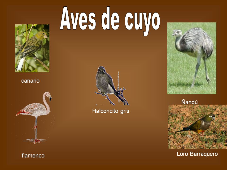 Aves de cuyo canario Ñandú Halconcito gris Loro Barraquero flamenco