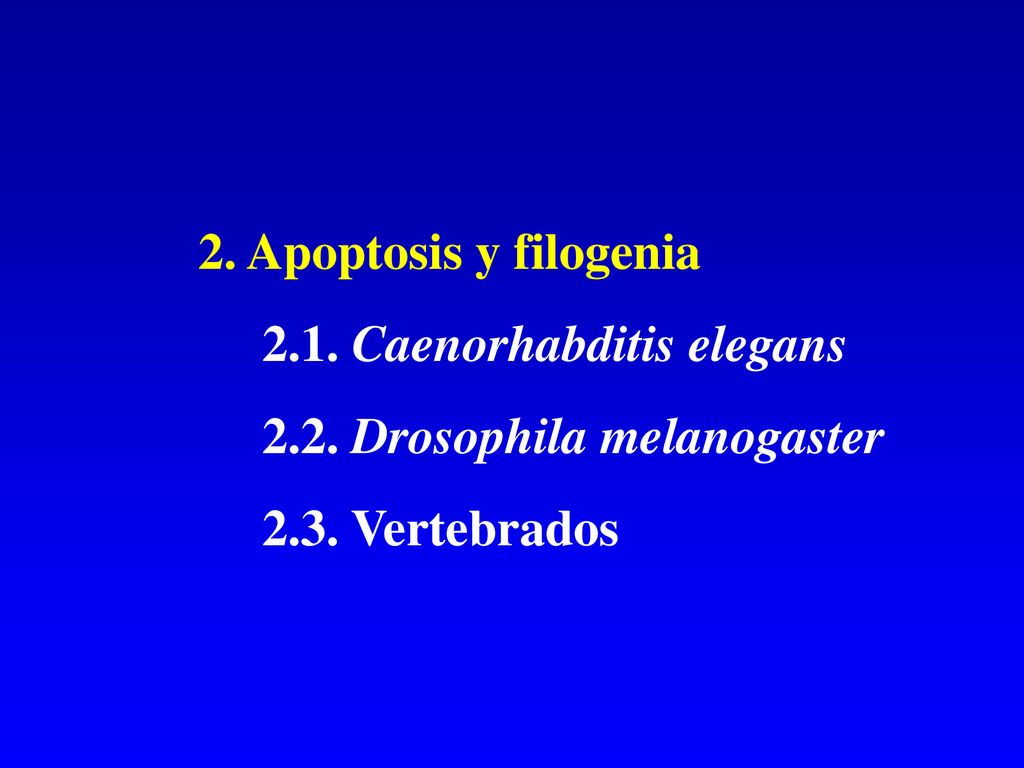 2. Apoptosis y filogenia 2.1. Caenorhabditis elegans 2.2. Drosophila melanogaster 2.3. Vertebrados