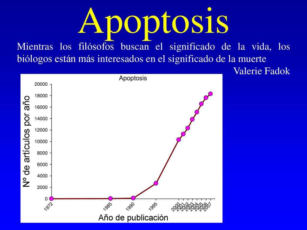 Apoptosis Mientras los filósofos buscan el significado de la vida, los biólogos están más interesados en el significado de la muerte.