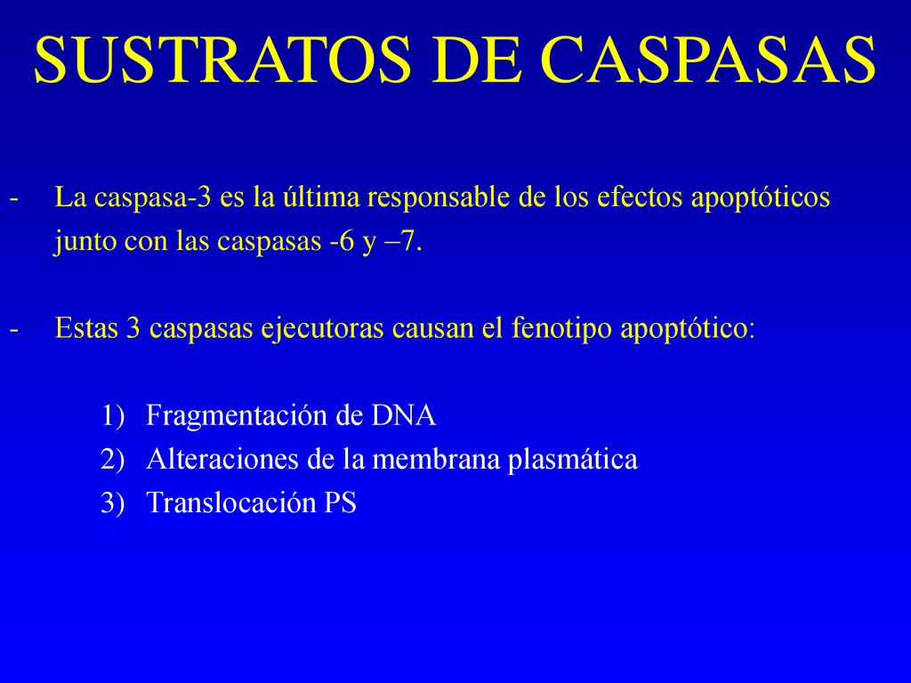 SUSTRATOS DE CASPASAS La caspasa-3 es la última responsable de los efectos apoptóticos junto con las caspasas -6 y –7.