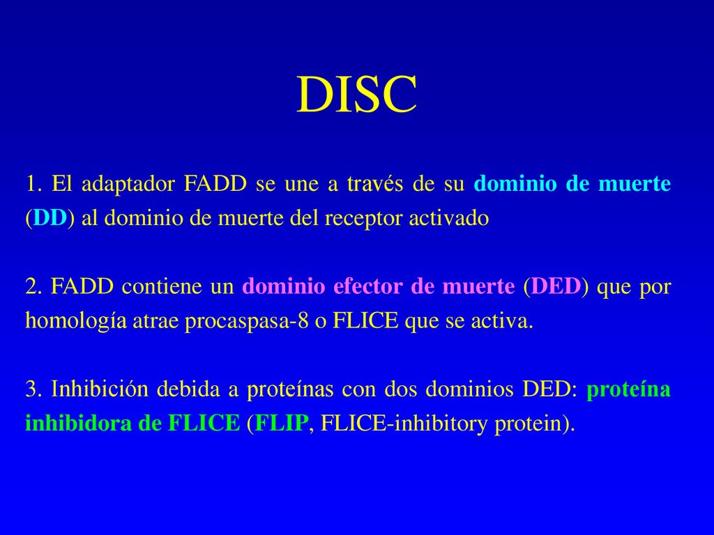DISC 1. El adaptador FADD se une a través de su dominio de muerte (DD) al dominio de muerte del receptor activado.