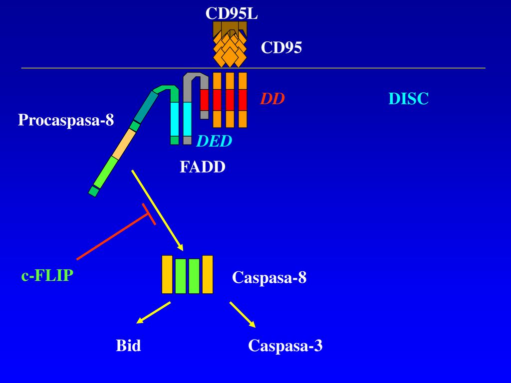CD95L CD95 DD DISC Procaspasa-8 DED FADD c-FLIP Caspasa-8 Bid Caspasa-3
