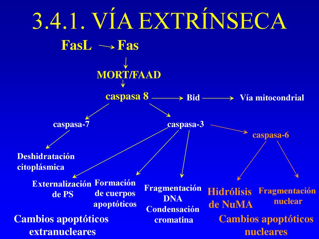 VÍA EXTRÍNSECA FasL Fas MORT/FAAD caspasa 8 Hidrólisis de NuMA