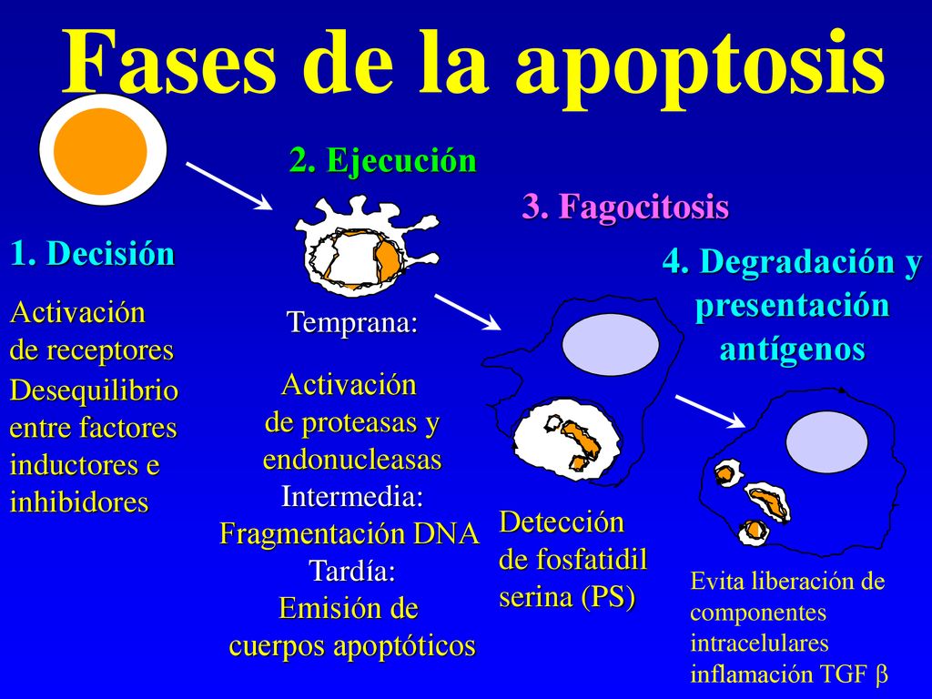 Fases de la apoptosis 2. Ejecución 3. Fagocitosis 1. Decisión