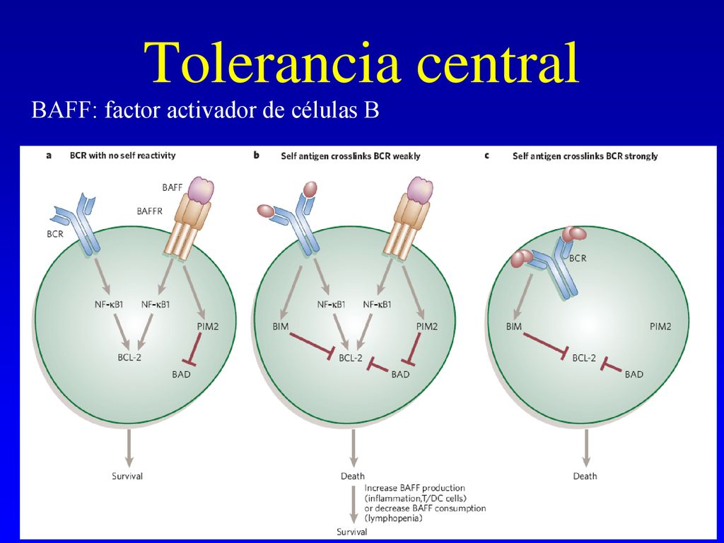 Tolerancia central BAFF: factor activador de células B