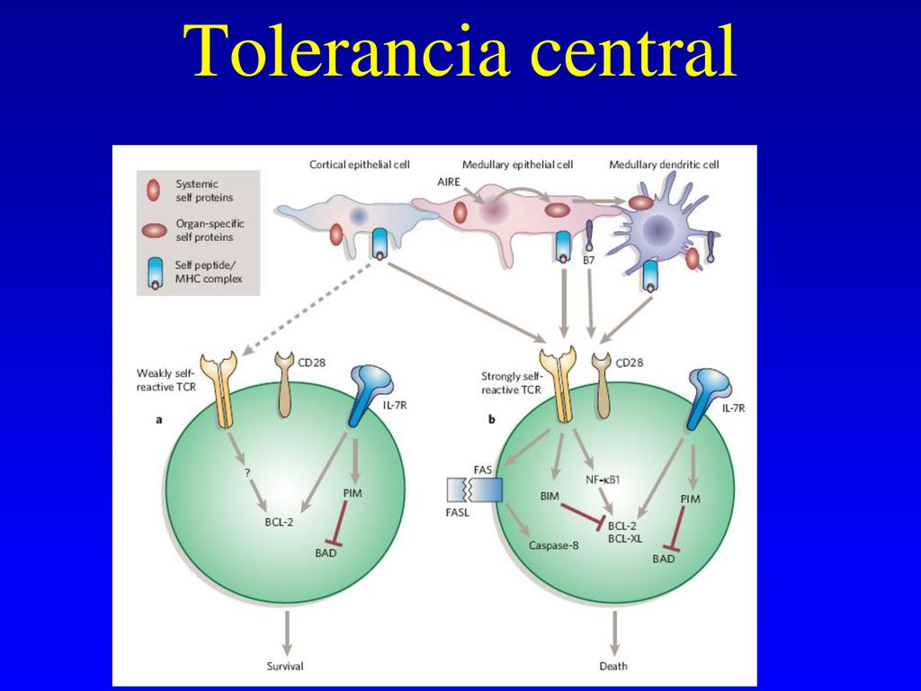 Tolerancia central Figure 4 | Map of pathways for