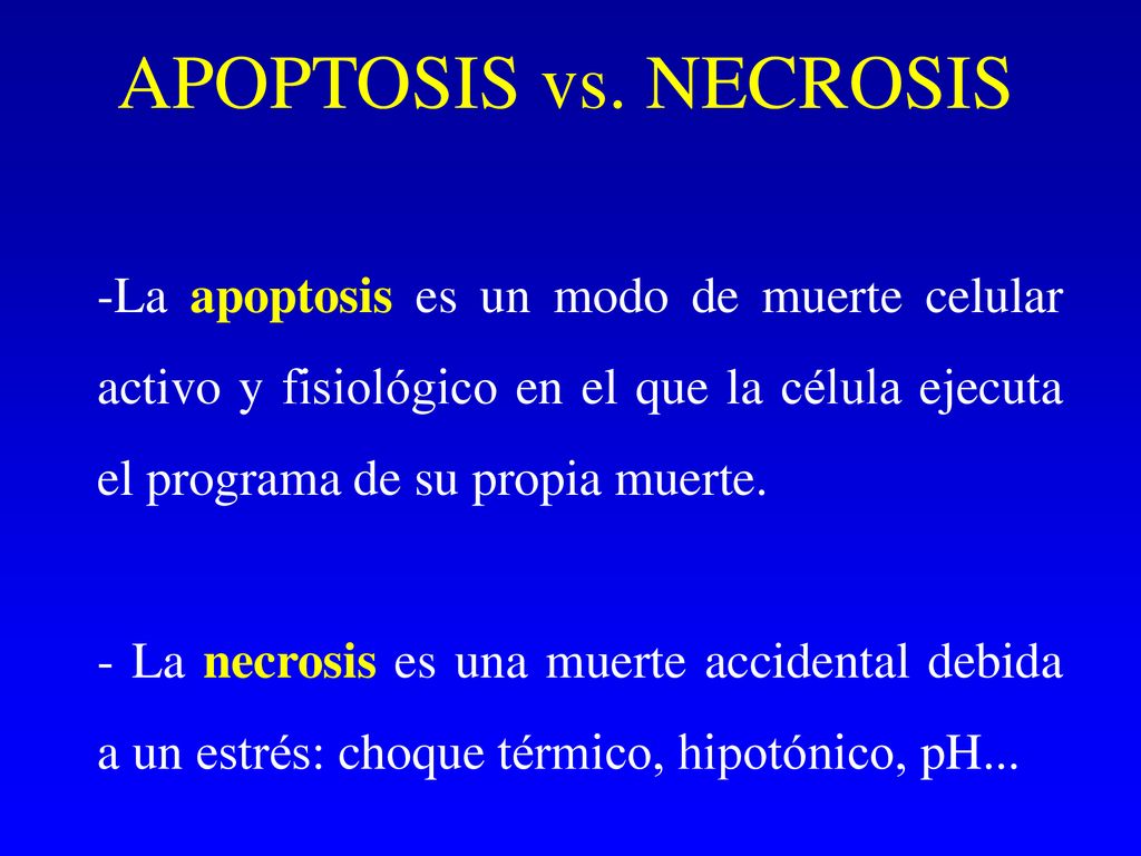 APOPTOSIS vs. NECROSIS La apoptosis es un modo de muerte celular activo y fisiológico en el que la célula ejecuta el programa de su propia muerte.