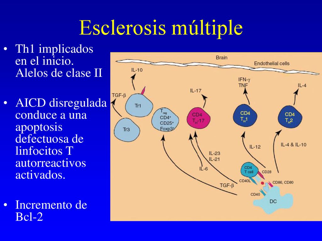 Esclerosis múltiple Th1 implicados en el inicio. Alelos de clase II