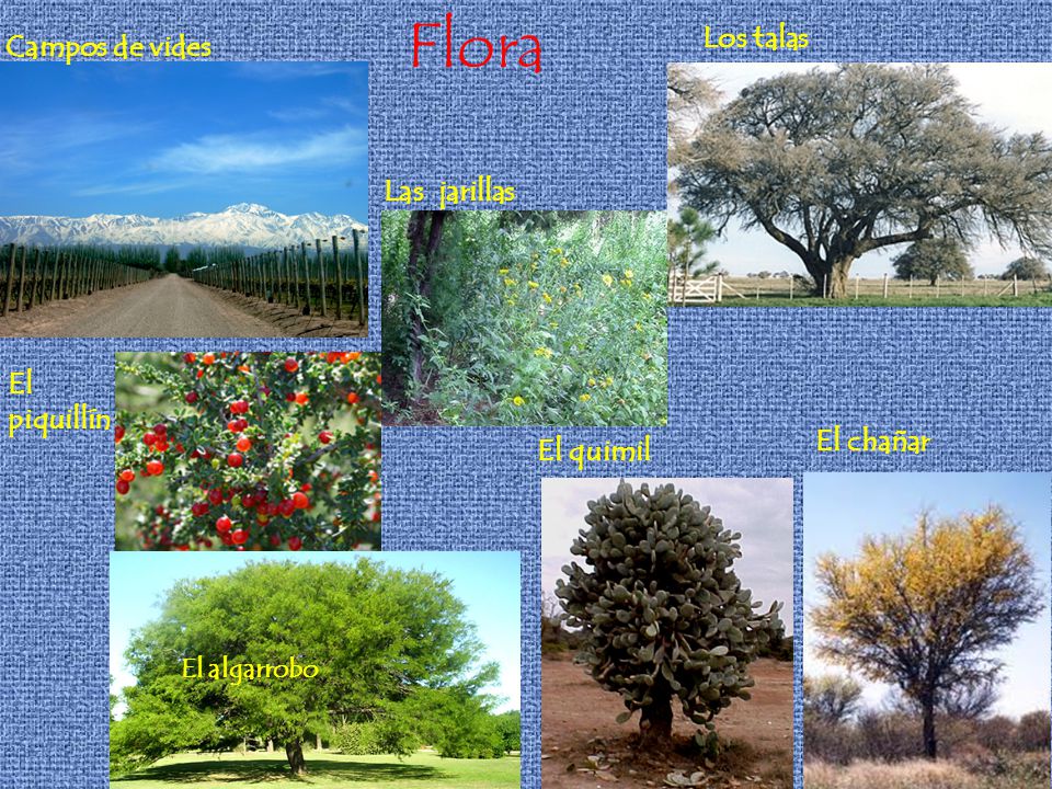 Flora Los talas Campos de vides Las jarillas El piquillín El chañar
