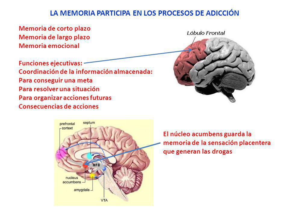 LA MEMORIA PARTICIPA EN LOS PROCESOS DE ADICCIÓN