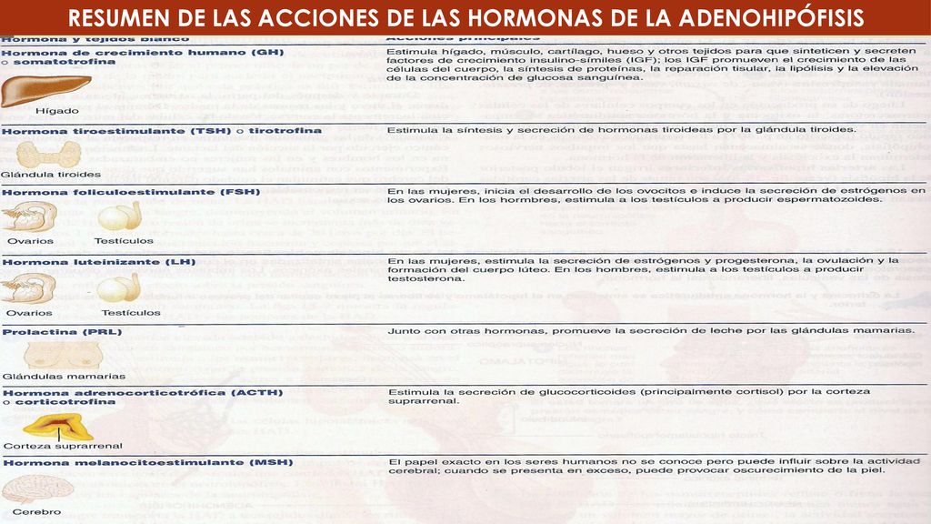 RESUMEN DE LAS ACCIONES DE LAS HORMONAS DE LA ADENOHIPÓFISIS
