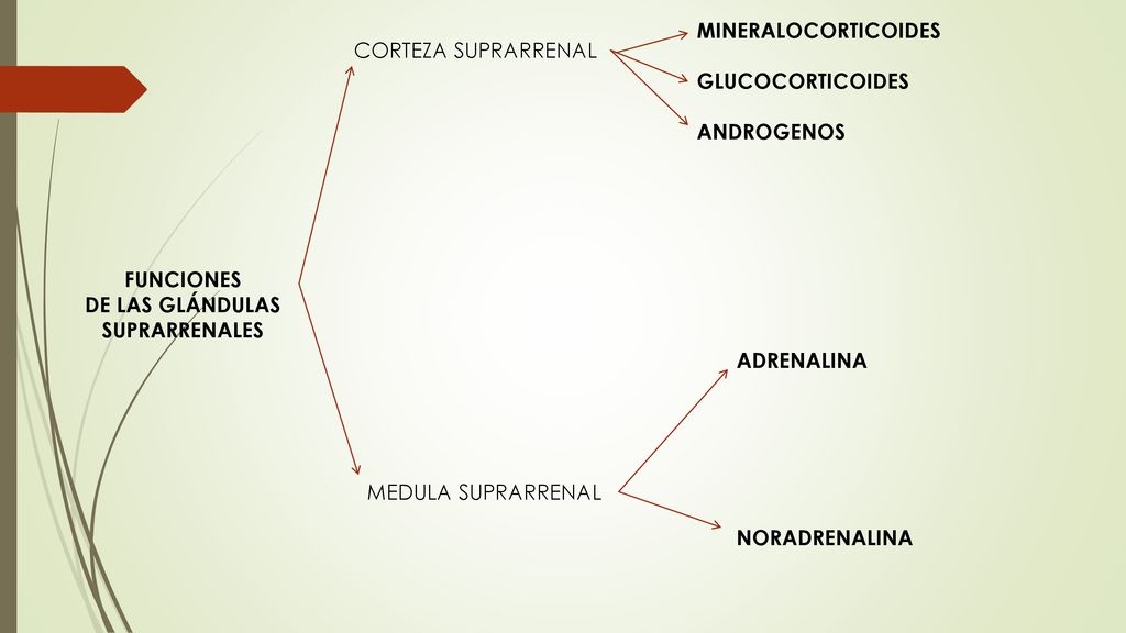 MINERALOCORTICOIDES GLUCOCORTICOIDES. ANDROGENOS. CORTEZA SUPRARRENAL. FUNCIONES. DE LAS GLÁNDULAS.