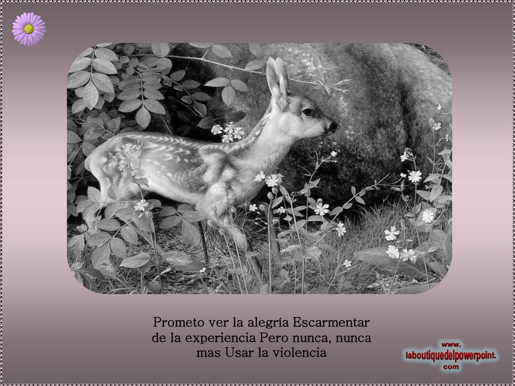 Prometo ver la alegría Escarmentar de la experiencia Pero nunca, nunca mas Usar la violencia