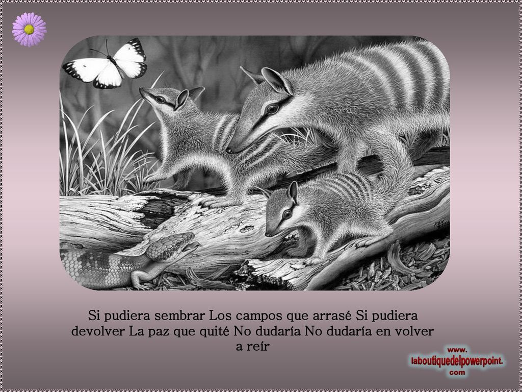Si pudiera sembrar Los campos que arrasé Si pudiera devolver La paz que quité No dudaría No dudaría en volver a reír