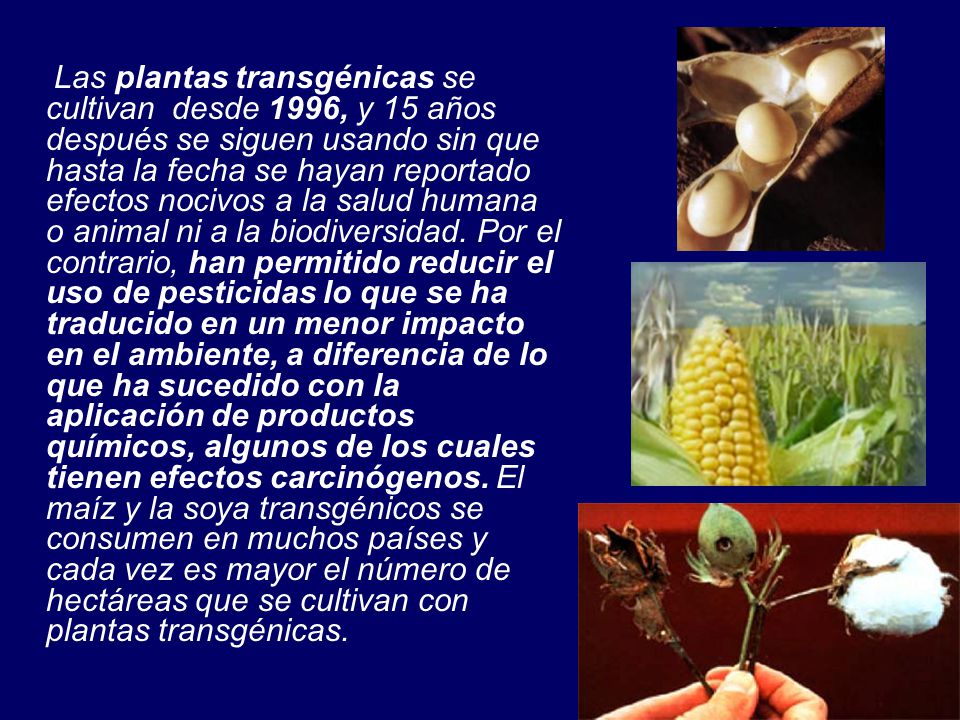 Las plantas transgénicas se cultivan desde 1996, y 15 años después se siguen usando sin que hasta la fecha se hayan reportado efectos nocivos a la salud humana o animal ni a la biodiversidad.