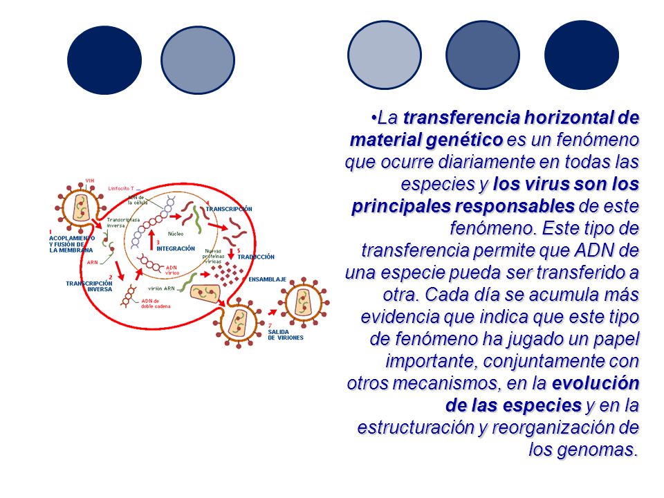 La transferencia horizontal de material genético es un fenómeno que ocurre diariamente en todas las especies y los virus son los principales responsables de este fenómeno.