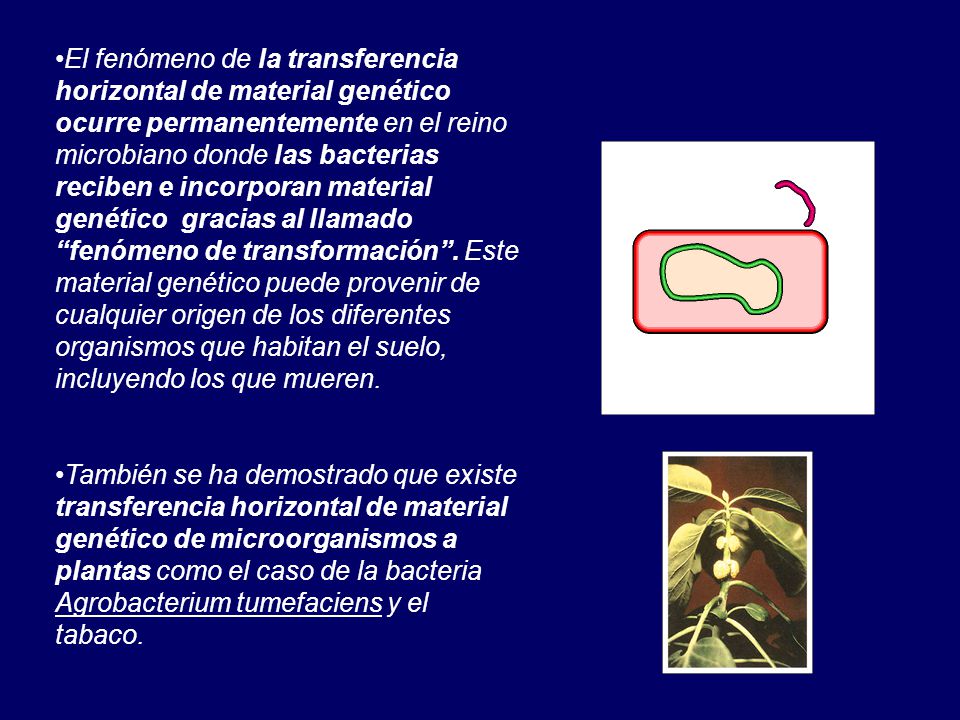 El fenómeno de la transferencia horizontal de material genético ocurre permanentemente en el reino microbiano donde las bacterias reciben e incorporan material genético gracias al llamado fenómeno de transformación . Este material genético puede provenir de cualquier origen de los diferentes organismos que habitan el suelo, incluyendo los que mueren.