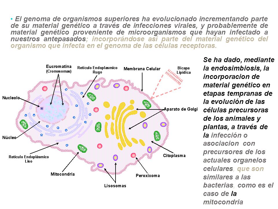 El genoma de organismos superiores ha evolucionado incrementando parte de su material genético a través de infecciones virales, y probablemente de material genético proveniente de microorganismos que hayan infectado a nuestros antepasados; incorporándose así parte del material genético del organismo que infecta en el genoma de las células receptoras.