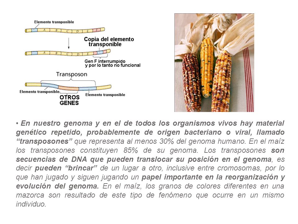 En nuestro genoma y en el de todos los organismos vivos hay material genético repetido, probablemente de origen bacteriano o viral, llamado transposones que representa al menos 30% del genoma humano. En el maíz los transposones constituyen 85% de su genoma. Los transposones son secuencias de DNA que pueden translocar su posición en el genoma, es decir pueden brincar de un lugar a otro, inclusive entre cromosomas, por lo que han jugado y siguen jugando un papel importante en la reorganización y evolución del genoma. En el maíz, los granos de colores diferentes en una mazorca son resultado de este tipo de fenómeno que ocurre en un mismo individuo.