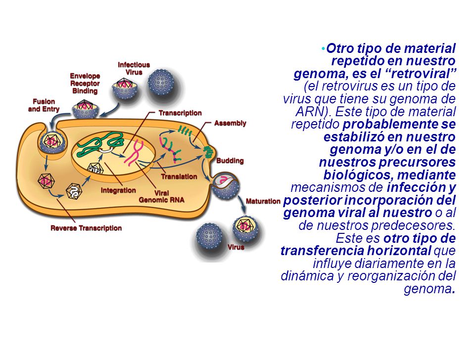 Otro tipo de material repetido en nuestro genoma, es el retroviral (el retrovirus es un tipo de virus que tiene su genoma de ARN).
